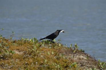 01 Mobor-Beach_and_Cavelossim-Beach,_Goa_DSC6450_b_H600